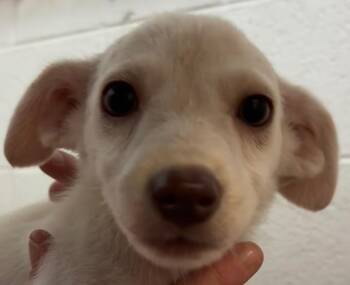 KIMCHI -  Chihuahua Dog for Adoption in Elizabethton, Tennessee - KIMCHI | PetCurious