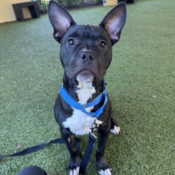 Rescue French Bulldog and Mixed Breed Dogs for Adoption in West Palm Beach, Florida - Goose | PetCurious