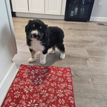 Bernadoodle Dogs Available for Adoption in Shiloh, Illinois - Pepper- So Il | PetCurious
