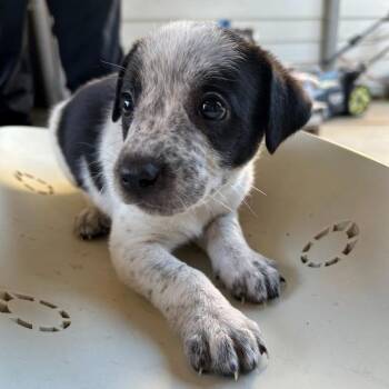 NY Long Eared Bat avail Oct 31 (Tractor Supply Patterson NY) -  Australian Cattle Dog Blue Heeler and Labrador Retriever Dog for Adoption in Stormville, New York - NY Long Eared Bat Avail Oct 31 (Tractor Supply Patterson NY) | PetCurious
