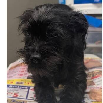Cletus -  Yorkshire Terrier Dog for Adoption in Melbourne, Kentucky - Cletus | PetCurious