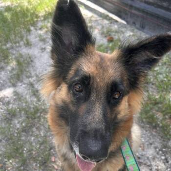 Fiona -  Mixed Breed Dog for Adoption in Sarasota, Florida - Fiona | PetCurious