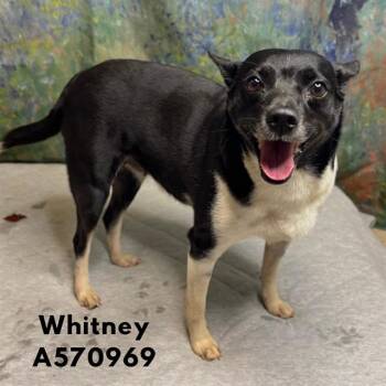 WHITNEY -  Parson Russell Terrier Dog for Adoption - WHITNEY | PetCurious