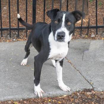 Border Collie Dogs Available for Adoption - WILLY | PetCurious