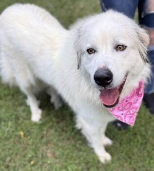 Effie -  Great Pyrenees Dog for Adoption in Midland, Virginia - Effie | PetCurious