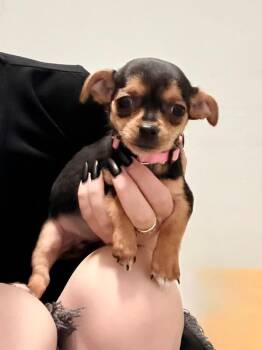 Chihuahua and Mixed Breed Dogs Available for Adoption - Margarita | PetCurious