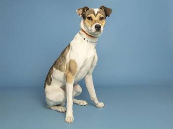 BLUE -  Labrador Retriever Dog for Adoption in Phoenix, Arizona - BLUE | PetCurious