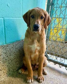 Grick -  Bernese Mountain Dog and Labrador Retriever Dog for Adoption in Picayune, Mississippi - Grick | PetCurious
