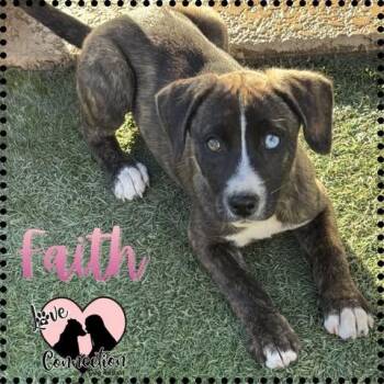Labrador Retriever Dogs Available for Adoption in Gilbert, Arizona - Faith | PetCurious