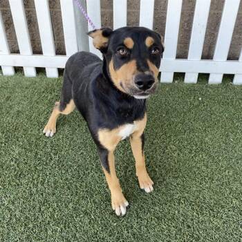 LIBERTY -  Australian Kelpie and Mixed Breed Dog for Adoption in Modesto, California - LIBERTY | PetCurious