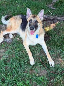 Rue -  German Shepherd Dog Dog for Adoption in Greeneville, Tennessee - Rue | PetCurious