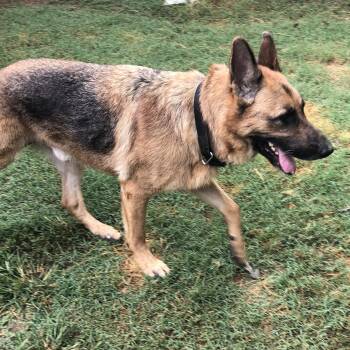 Rescue German Shepherd Dog Dogs for Adoption in Tulsa, Oklahoma - Bond | PetCurious