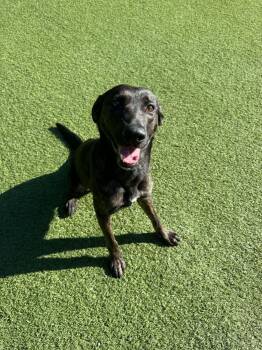 Sadie -  Plott Hound Dog for Adoption - Sadie | PetCurious