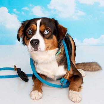 President Skroob -  Mixed Breed Dog for Adoption in Fredericksburg, Virginia - President Skroob | PetCurious