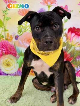 Mixed Breed Dogs Available for Adoption in Flint, Michigan - Gizmo | PetCurious