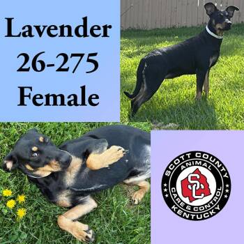 Doberman Pinscher Dogs Available for Adoption in Georgetown, Kentucky - Lavender | PetCurious