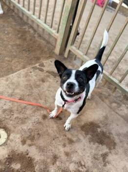 Gizmo -  Mixed Breed Dog for Adoption in Hobbs, New Mexico - Gizmo | PetCurious