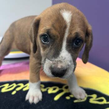 Mixed Breed Dogs Available for Adoption - Eve | PetCurious