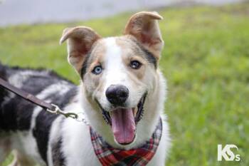Skip -  Smooth Collie and Australian Shepherd Dog for Adoption - Skip | PetCurious