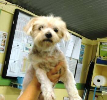 Supaw Star -  Yorkshire Terrier and Poodle Dog for Adoption in Picayune, Mississippi - Supaw Star | PetCurious
