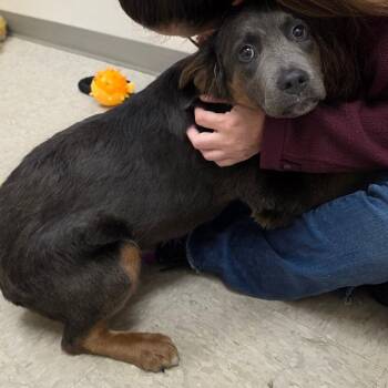 Mixed Breed Dogs Available for Adoption in Chatham, Virginia - Nevada | PetCurious