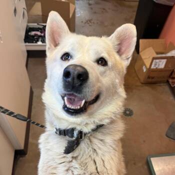 Husky and Mixed Breed Dogs Available for Adoption in Flagstaff, Arizona - Rhino | PetCurious
