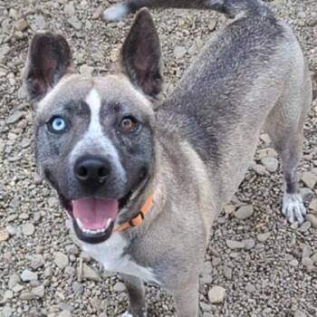 Misty (Cookie) -  Husky and Mixed Breed Dog for Adoption in Ashtabula, Ohio - Misty (Cookie) | PetCurious