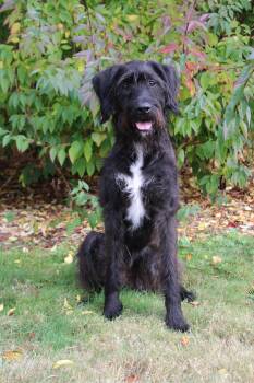 Rescue Labradoodle Dogs for Adoption in Blaine, Washington - Gus | PetCurious
