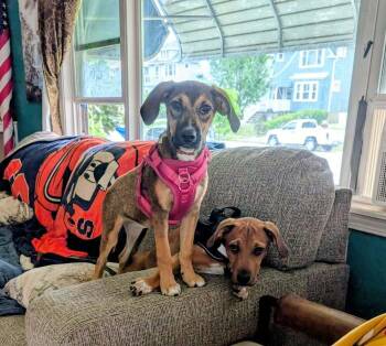 Jessie -  Mixed Breed Dog for Adoption - Jessie | PetCurious