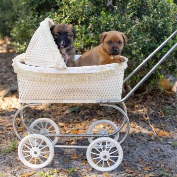 Bear Claw -  Mixed Breed Dog for Adoption in Gainesville, Florida - Bear Claw | PetCurious