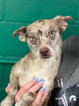 Cattle Dog Dogs Available for Adoption in Blue Springs, Missouri - Pinky | PetCurious
