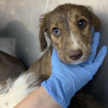 Helena -  Poodle and Mixed Breed Dog for Adoption in Birmingham, Alabama - Helena | PetCurious