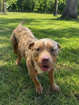 Moe -  Pit Bull Terrier Dog for Adoption in Mexia, Texas - Moe | PetCurious