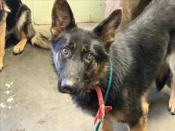 BAMBI -  German Shepherd Dog Dog for Adoption in Tulsa, Oklahoma - BAMBI | PetCurious