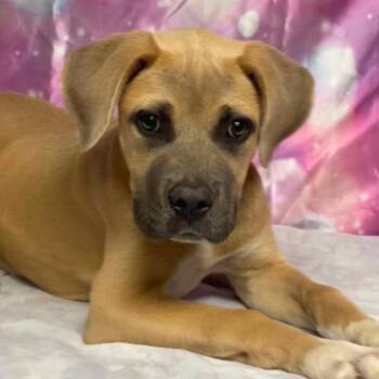 Drizzle -  Pit Bull Terrier and Mixed Breed Dog for Adoption in Fort Collins, Colorado - Drizzle | PetCurious