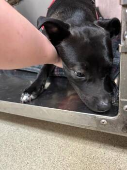Pit Bull Terrier and Mixed Breed Dogs Available for Adoption in Oklahoma City, Oklahoma - A473322 | PetCurious
