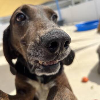Cowboy -  Plott Hound Dog for Adoption in Harrisonburg, Virginia - Cowboy | PetCurious