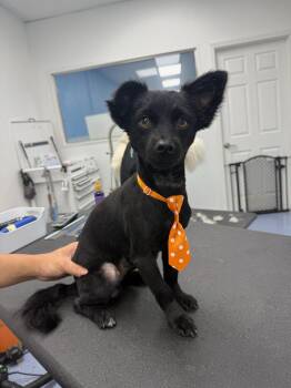 Rocky -  Mixed Breed Dog for Adoption in Houston, Texas - Rocky | PetCurious