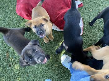 Rescue Labrador Retriever Dogs for Adoption in Canutillo, Texas - The Campers | PetCurious