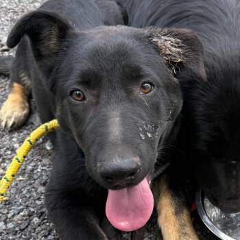 German Shepherd Dog Dogs Available for Adoption in Jacksonville, Arkansas - Papa | PetCurious