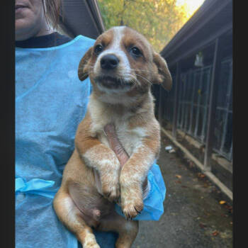 Rescue Australian Cattle Dog Blue Heeler and Mixed Breed Dogs for Adoption in Melbourne, Kentucky - Bingo | PetCurious