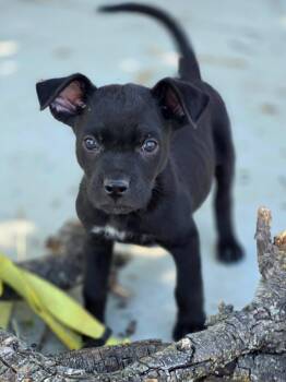 Patches -  Australian Cattle Dog Blue Heeler and Labrador Retriever Dog for Adoption in Penryn, California - Patches | PetCurious