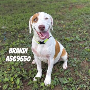 BRANDI -  Pit Bull Terrier and Mixed Breed Dog for Adoption - BRANDI | PetCurious