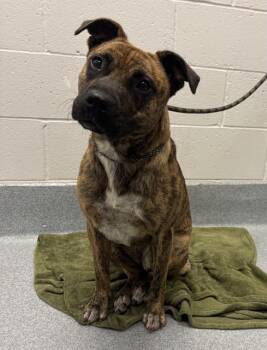BRANDY -  Pit Bull Terrier Dog for Adoption in Indianapolis, Indiana - BRANDY | PetCurious