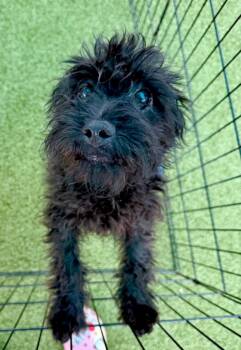 Flapdragon -  Poodle and Mixed Breed Dog for Adoption in Cape Coral, Florida - Flapdragon | PetCurious