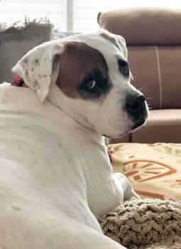 Carrie -  American Bulldog and Boxer Dog for Adoption in Aurora, Illinois - Carrie | PetCurious