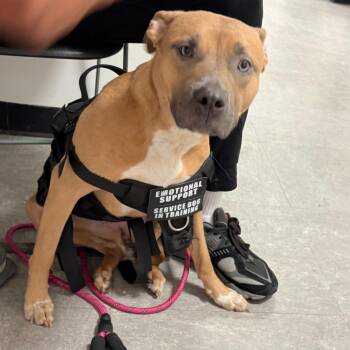 Mixed Breed Dogs Available for Adoption in Philadelphia, Pennsylvania - Nala | PetCurious