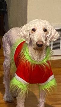 Sullivan -  Poodle Dog for Adoption in Kellogg, Idaho - Sullivan | PetCurious