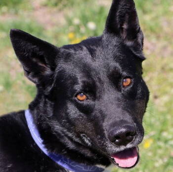 Rescue Border Collie Dogs for Adoption in Kansas City, Missouri - Roy Kent | PetCurious