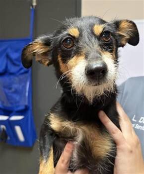 MAGGIE -  Chihuahua and Mixed Breed Dog for Adoption in Redlands, California - MAGGIE | PetCurious